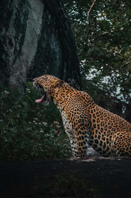 yala national park